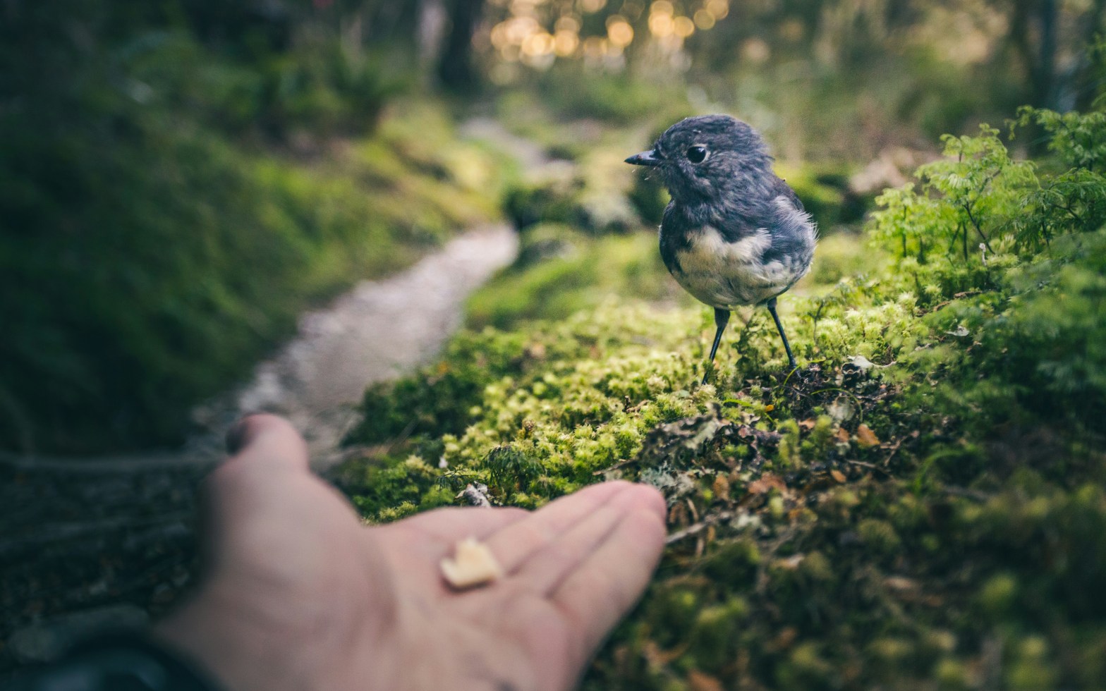 hand holding food in the foreground with a bird standing on moss in the background