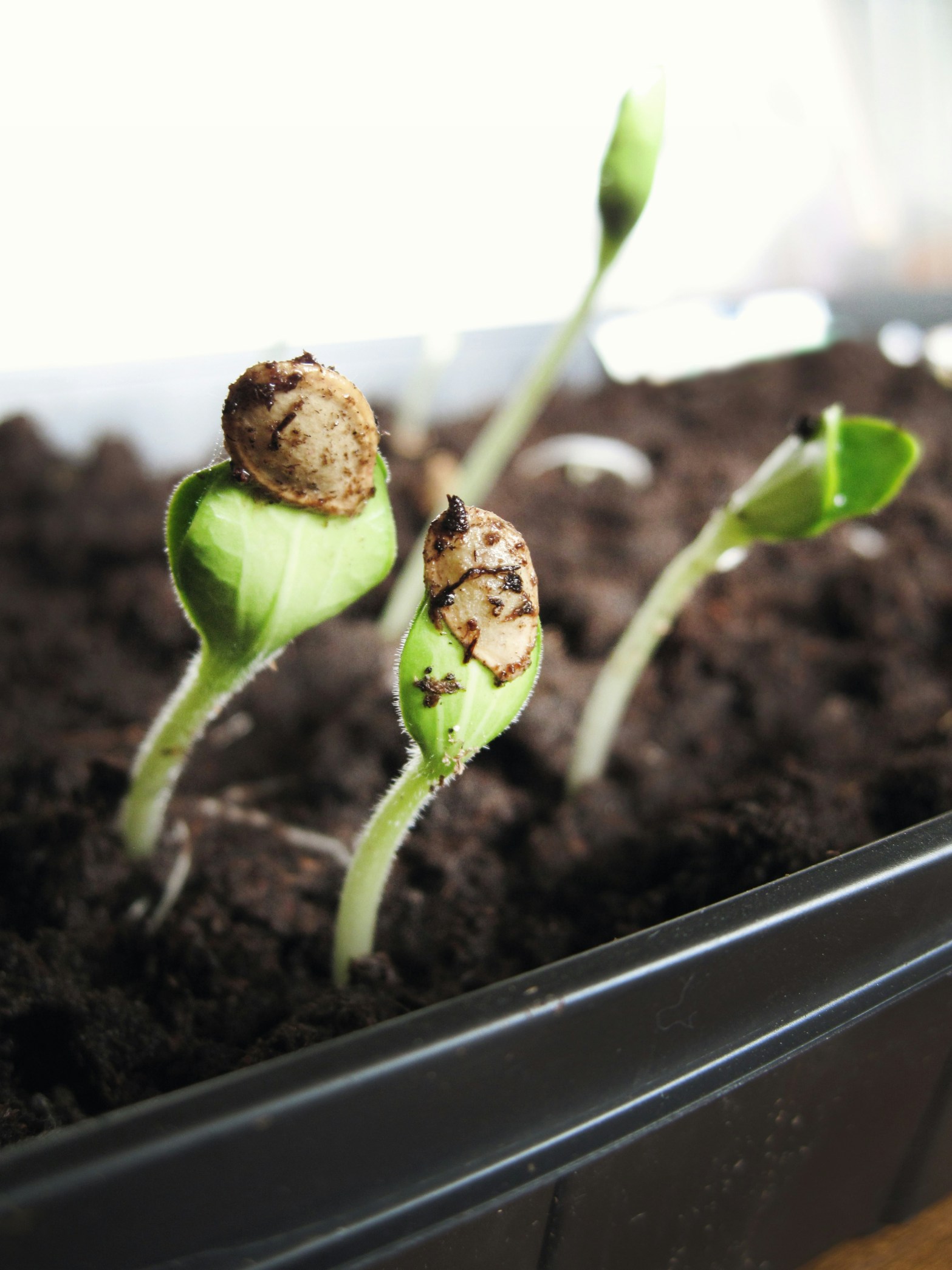 soil and sprouts with seed pods still attached