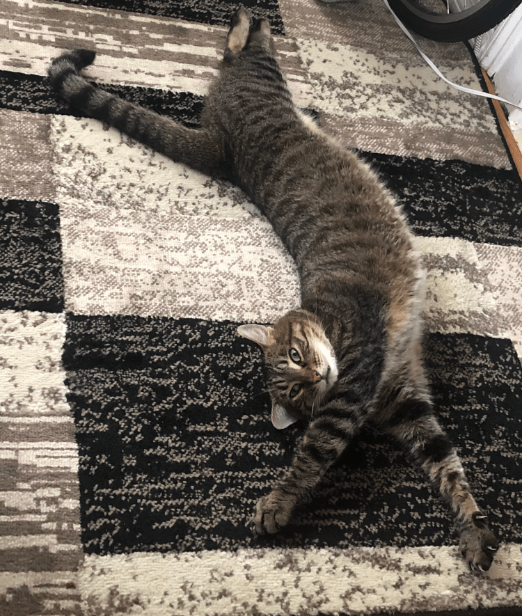 Tabby cat stretched out across a multi-hued, rectangular-patterned rug